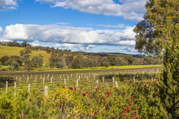 Tanglefoot Wines