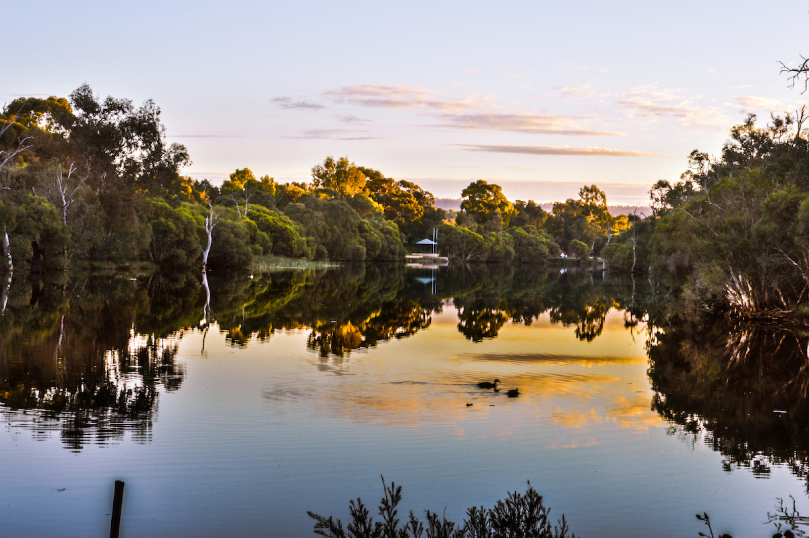 Boddington Lions Weir Logo